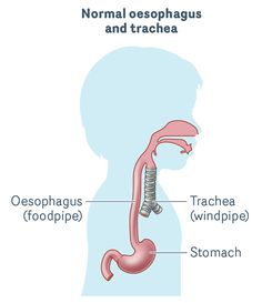 the anatomy of the stomach and trachea, with labels on each side to describe what it is