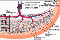 an image of the anatomy of the eye and surrounding parts of the irise, labeled in red