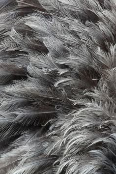 the feathers are very large and fluffy