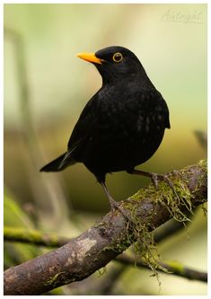 a black bird with an orange beak sitting on a tree branch in the forest,