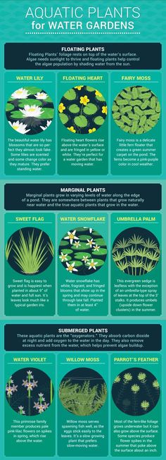 an info sheet describing the different types of plants and water lilies in their pond