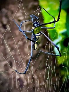 a black and yellow spider sitting on its web