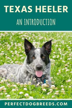 a dog laying in the grass with its tongue out and text texas heeler an instruction