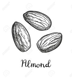 hand drawn almonds on white background with the word almond