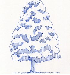 a drawing of a large pine tree