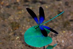 a blue dragonfly sitting on top of a leaf