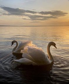 a swan is swimming in the water at sunset