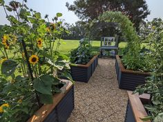 an outdoor garden with sunflowers and other plants