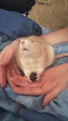 a person holding a small animal in their hands