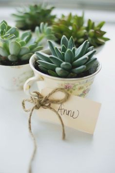 three small succulents are sitting in mugs with an annu note attached to them