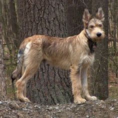 a dog standing next to a tree in the woods