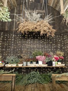 several potted plants are arranged on a table in front of a wall with string lights