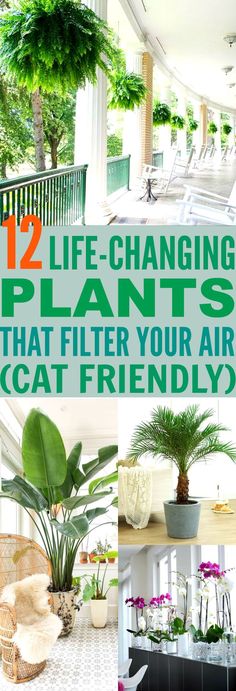 the words 12 life - changing plants that filter your air and cat friendlyly are shown