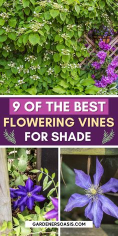 Flowering Vines For Shade (9 Perennial Climbers That Won't Take Over Your Garden) Vines For Shaded Areas, Shade Vines, Climbing Plants Fence, Shady Backyard, Perennial Flowering Vines, Vine Fence, Climbing Plants Trellis, Hydrangea Petiolaris