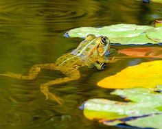 a frog that is sitting in the water