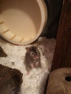 a small hamster sitting in the middle of a pile of white shredded paper next to a cat house