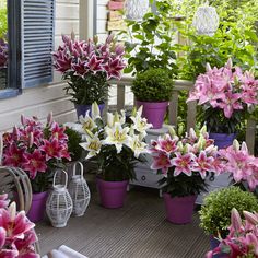 many potted flowers on a porch with blue shutters