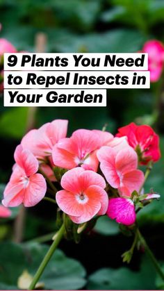 pink flowers with the words 9 plants you need to repel insects in your garden