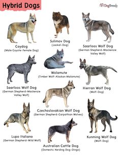 the different types of dogs that are in each dog's body and their names