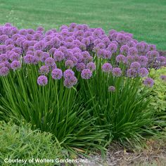 Allium x Millenium Ornamental Onion Ornamental Onion, High Country Gardens, Deer Resistant Plants, Flower Landscape, Garden Centre, Unique Plants, Flowers Perennials, Perennial Plants, Modern Garden