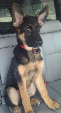 a german shepherd puppy sitting in the back seat of a car looking at the camera