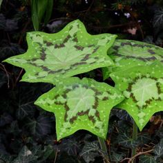 two green leaves with brown spots on them