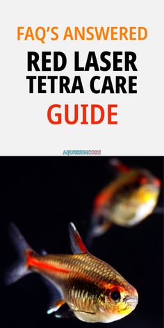 red laser tetra care guide