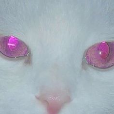 a white cat with pink eyes looking at the camera