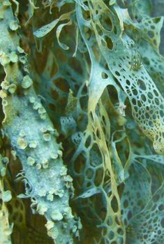 some very pretty looking plants growing on the side of a tree trunk with lots of small holes in it