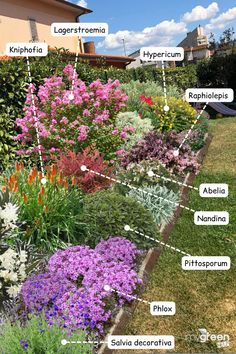 piante colorate per aree soleggiate Flower Garden Plans, Front Garden Landscape, Front Garden Design, Front Yard Garden Design, Rock Garden Landscaping