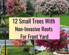 small trees with non - invasive roots for front yard