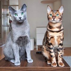 two cats sitting on top of a wooden table