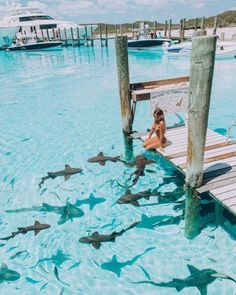 a woman is sitting on a dock surrounded by sharks in the blue water at a resort