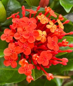 Ixora chinensis – Prince of Orange Orange Flowering Shrubs, Prince Of Orange Plant, Orange Tropical Flowers, Crocosmia Orange, Empress Of India Nasturtium, Plantain Lily, Magnolia Grandiflora, Florida Garden