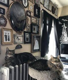 two cats laying on top of a cat bed in front of a wall full of pictures