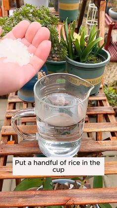 a glass pitcher filled with water sitting on top of a wooden table next to potted plants