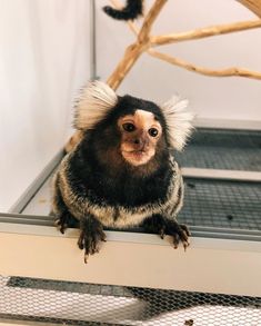 a small monkey sitting on top of a table