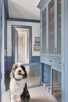 a dog sitting in the middle of a room with blue doors and gold trimmings