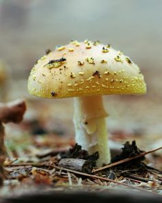 a close up of a mushroom on the ground