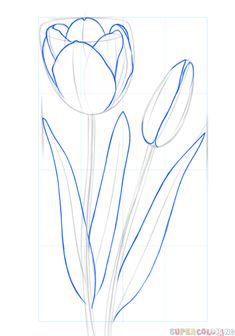 how to draw tulips step by step with pictures wih pencil and paper