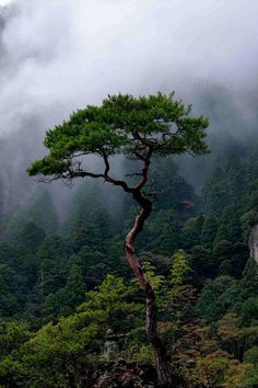 a lone tree in the middle of a mountain