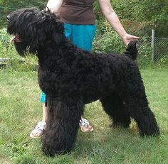 a black dog standing next to a woman on top of a lush green field with trees in the background