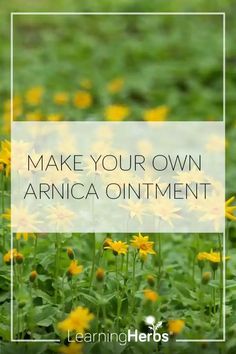 yellow flowers with the words make your own arnica ointment