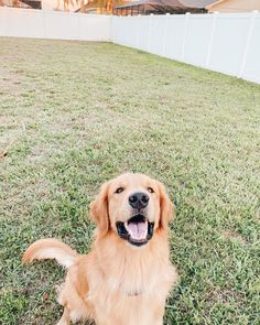 a golden retriever sitting in the grass with his mouth open and tongue hanging out