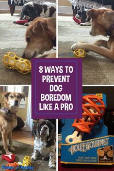 dogs playing with toys on the floor and in front of them are four different pictures