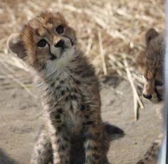 two baby cheetah kittens standing next to each other on the ground in front of a mirror