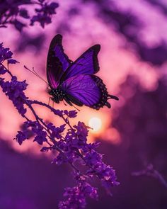 a purple butterfly sitting on top of a tree branch with the sun in the background