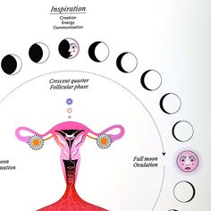 a diagram showing the phases of woman's breast