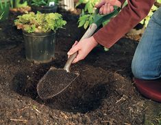 a person is digging in the dirt with a shovel and some plants behind them,