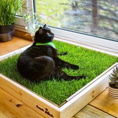 a black cat sitting in a wooden box on the grass next to a potted plant